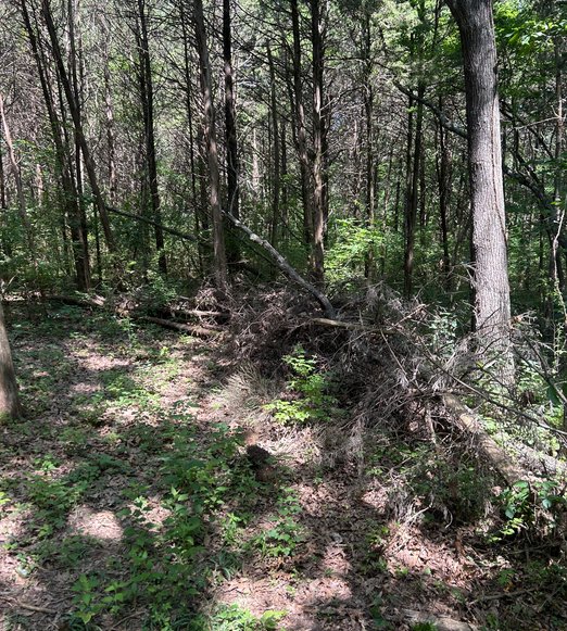 reclaimed acreage after trail & access clearing